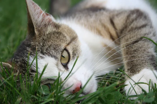 Kat Het Gras — Stockfoto