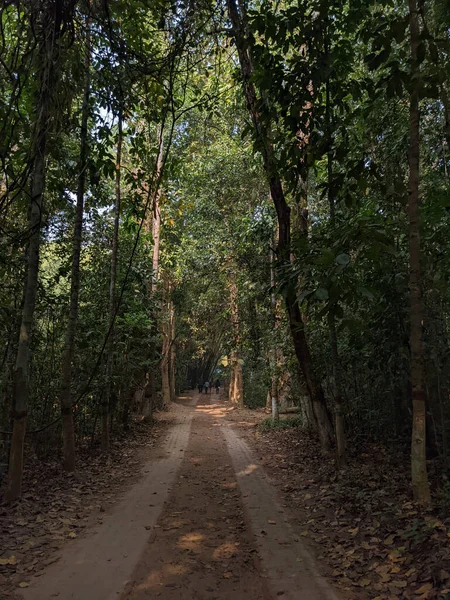 Road Forest Nature — Stock Photo, Image