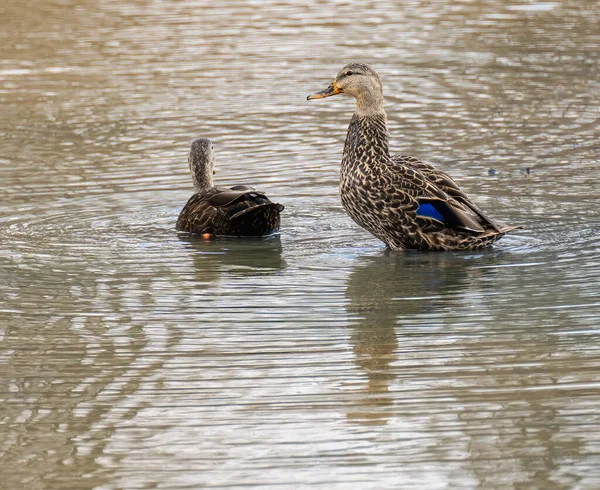 Canards Sur Lac Nature — Photo