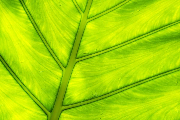 Primo Piano Struttura Foglia Verde — Foto Stock