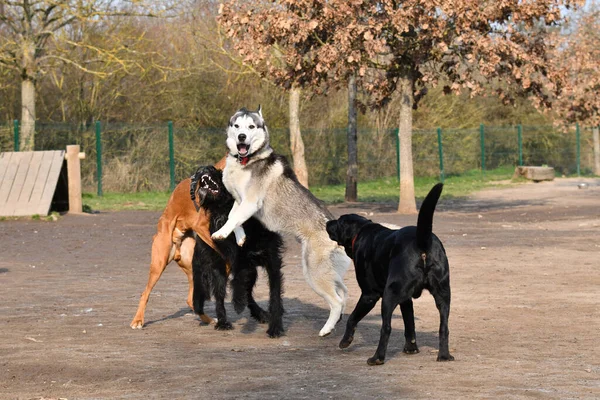 Cane Nel Parco — Foto Stock