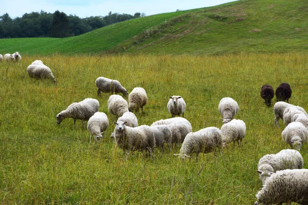 Schafe Grasen Auf Der Weide — Stockfoto