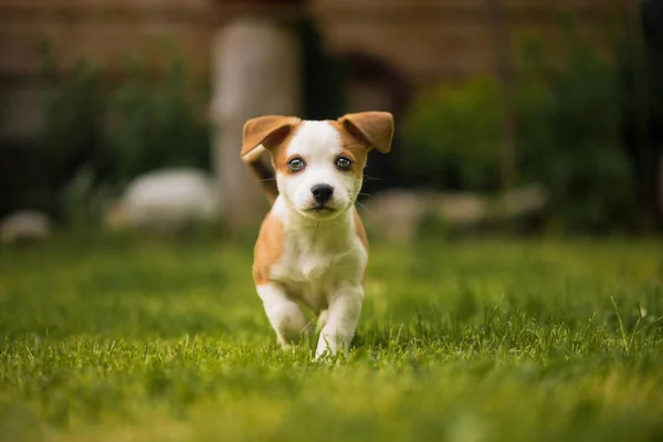 Jack Russell Terrier Hund Kører Det Grønne Græs - Stock-foto