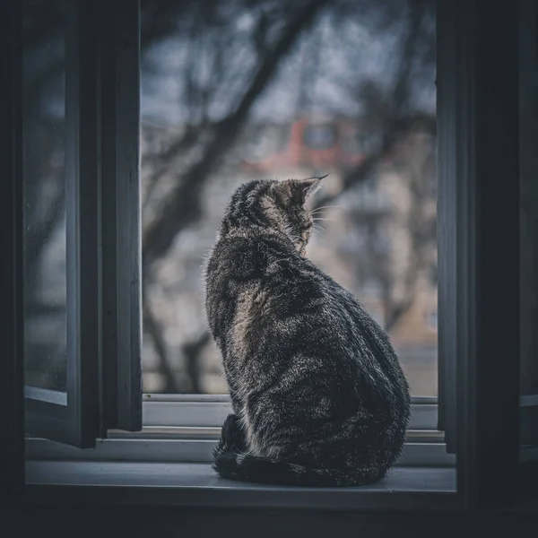 Katze Der Stadt — Stockfoto