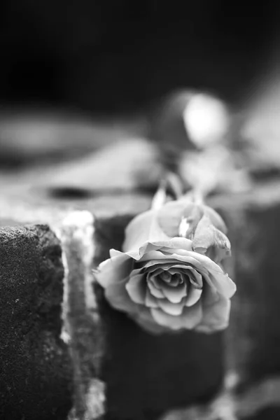 黒い背景に白いバラ — ストック写真