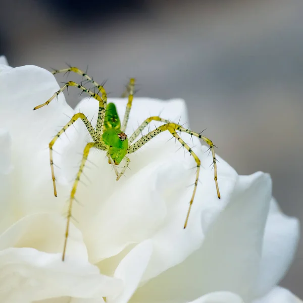 靠近一朵白花上的蜘蛛 — 图库照片