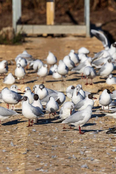 Seagulls Beach — Stock Photo, Image