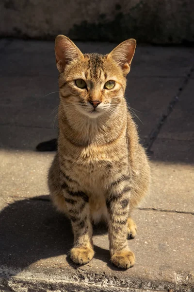 Kat Straat — Stockfoto