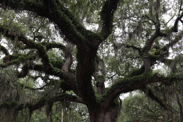 Árvores Verdes Floresta — Fotografia de Stock