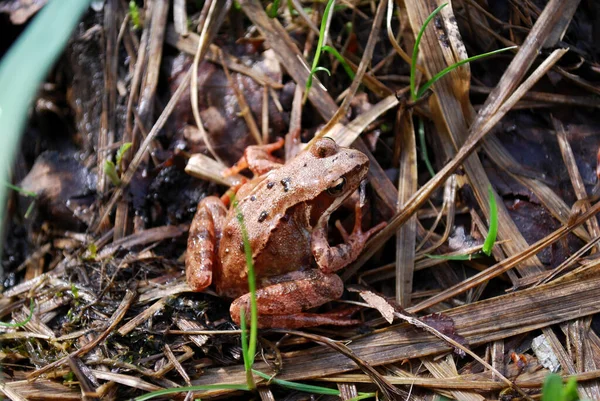 Primo Piano Una Rana Seduta Ceppo — Foto Stock