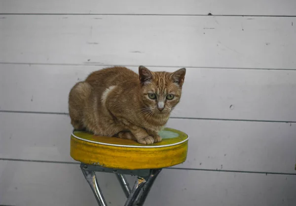 Gato Sentado Chão — Fotografia de Stock