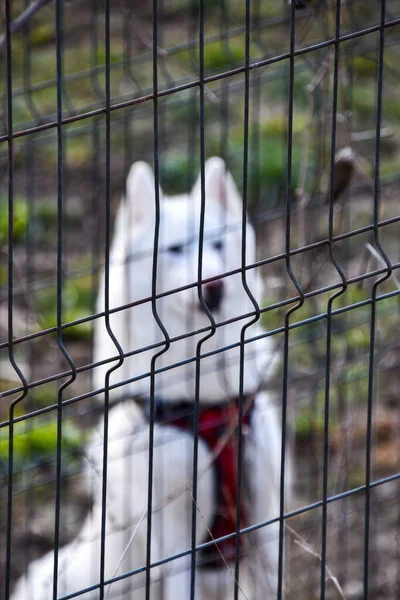 Dog Cage Zoo — Stock Photo, Image