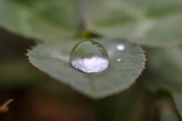 Gotas Agua Sobre Una Hoja Verde —  Fotos de Stock