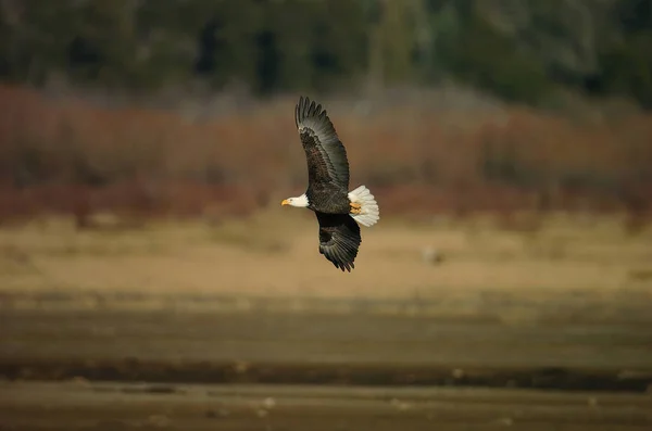 Grand Aigle Blanc Volant Dans Ciel — Photo