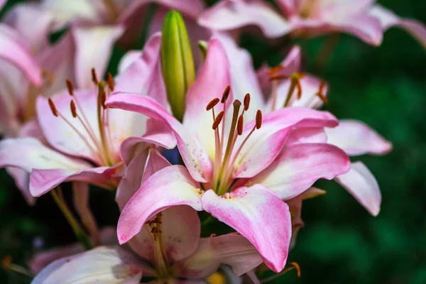 花园里美丽的粉红色百合花 — 图库照片