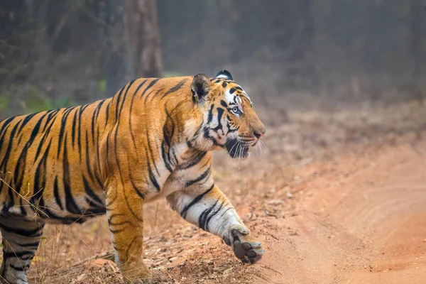 Tigre Zoológico — Fotografia de Stock