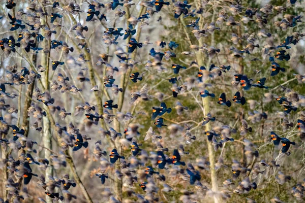 Troupeau Pigeons Dans Ciel — Photo