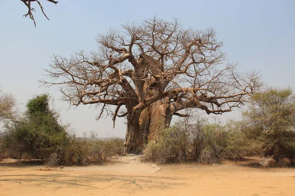 아프리카 나무들 — 스톡 사진