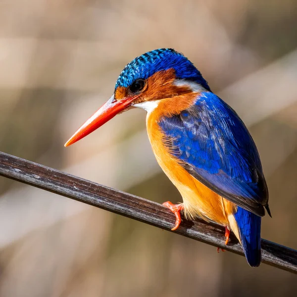 Close Kingfisher Alcedo Atthis Pássaro — Fotografia de Stock