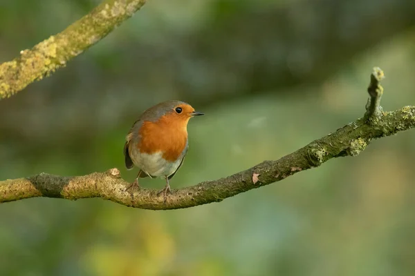 Schöne Aufnahme Eines Vogels Natürlichem Lebensraum — Stockfoto