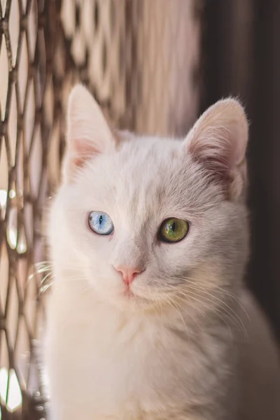 Portretul Unei Pisici Drăguțe — Fotografie, imagine de stoc