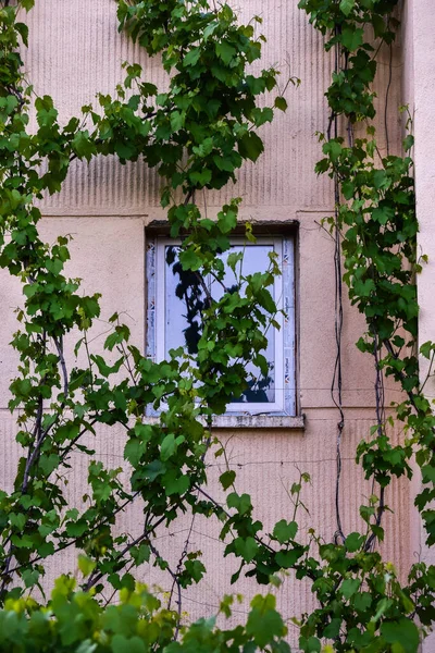 Antigua Casa Con Hiedra Hojas Verdes — Foto de Stock