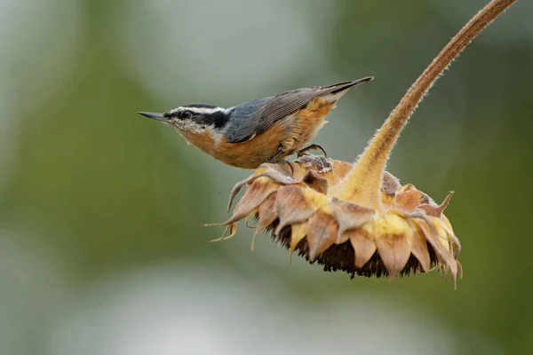 Krásný Záběr Ptáka Přírodním Prostředí — Stock fotografie