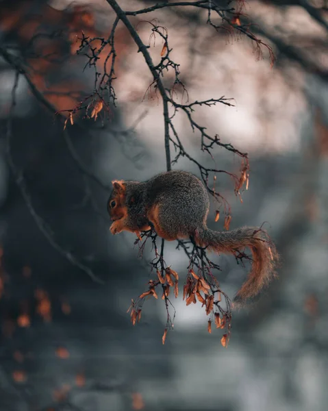 Σκίουρος Στο Δάσος — Φωτογραφία Αρχείου