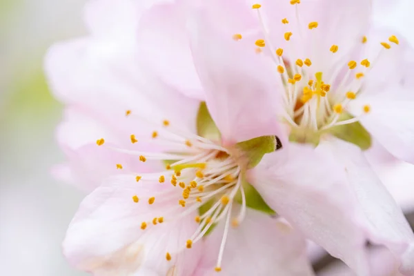 Hermosas Flores Que Crecen Jardín — Foto de Stock