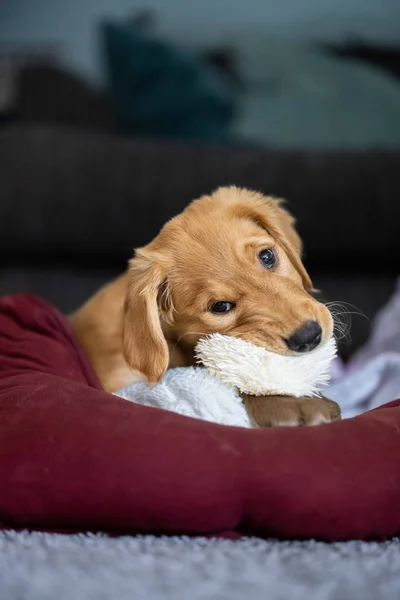 Niedlicher Hund Liegt Hause Auf Sofa — Stockfoto