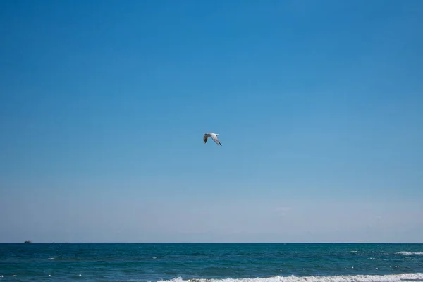 Seagull Flying Sea — Stock Photo, Image