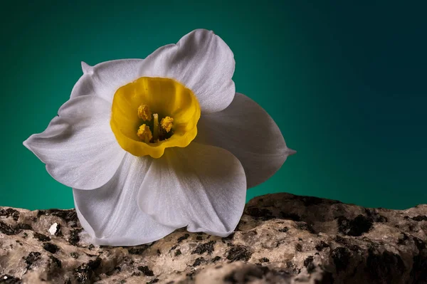 Gyönyörű Virágok Kertben — Stock Fotó