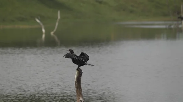 Garça Preta Água — Fotografia de Stock