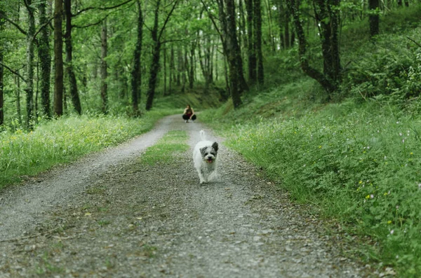 Hund Läuft Wald — Stockfoto