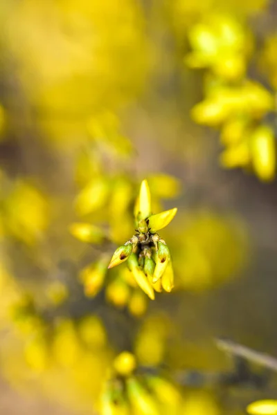 Gele Bloemen Tuin — Stockfoto