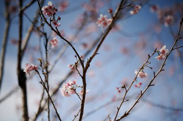 Belles Fleurs Printanières Dans Jardin — Photo