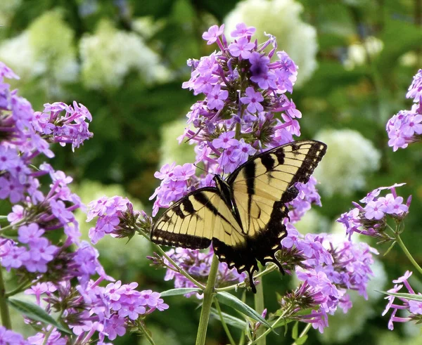 蝴蝶缀在自然界的花朵上 — 图库照片