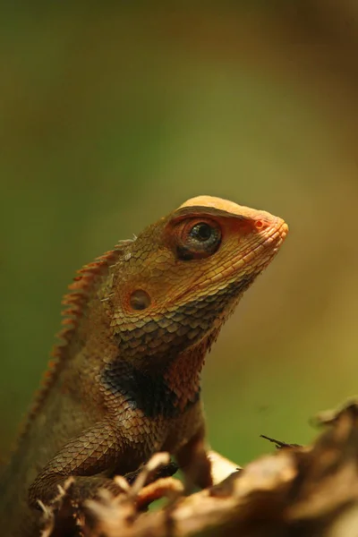 Close Lizard Branch — стоковое фото