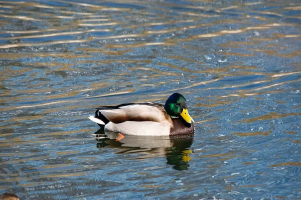 Kachna Plave Vodě — Stock fotografie