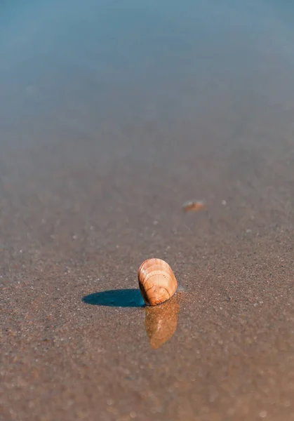 Skorupa Plaży — Zdjęcie stockowe
