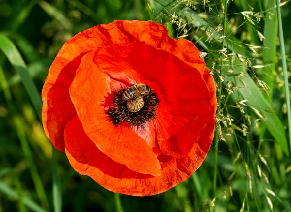 Flor Papoula Vermelha Campo — Fotografia de Stock