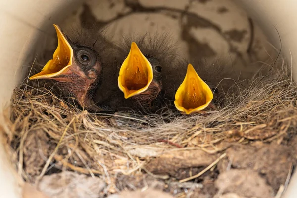 Kippen Het Nest — Stockfoto