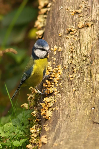 Great Tit Parus Major Sitting Branch — 스톡 사진