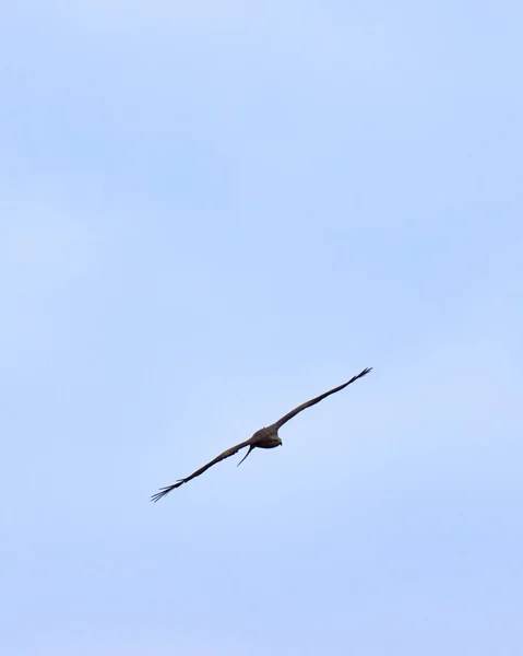자연계에 나타나 위풍당당 독수리의 — 스톡 사진