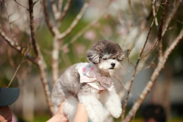 Carino Cane Nel Parco — Foto Stock