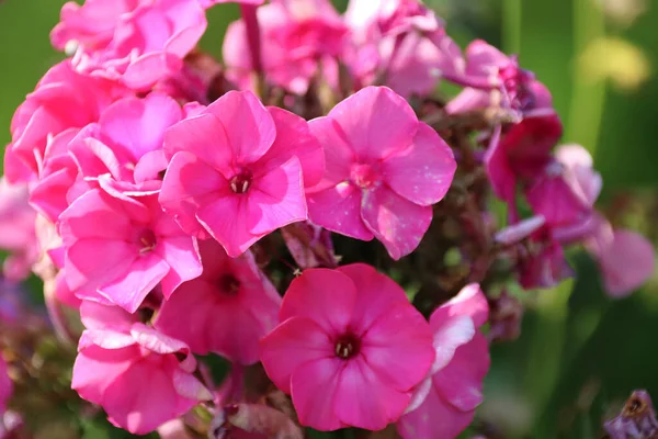 Tiro Botânico Flores Bonitas — Fotografia de Stock