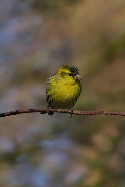 Ein Vogel Sitzt Auf Einem Ast Eines Baumes — Stockfoto