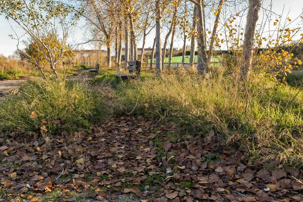 Paisaje Otoñal Con Árboles Hojas —  Fotos de Stock