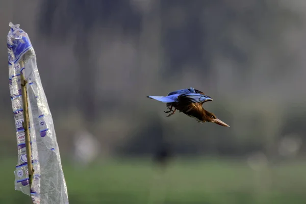 Een Vogel Die Lucht Vliegt — Stockfoto