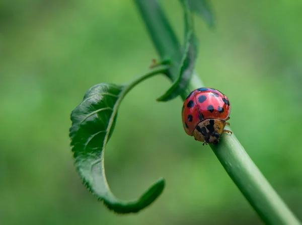 Ladybird Green Grass — стоковое фото